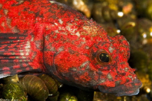 Baikal red bullhead by Mathieu Foulquié 